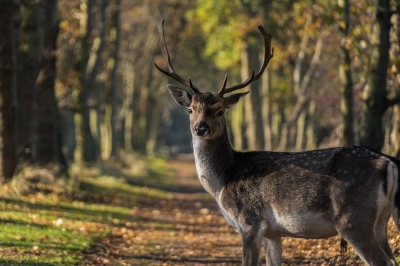 Damherten in de AWD zijn erg gewend aan mensen. Dat is ergens wel een beetje jammer, maar voor de fotograaf een zege! Je kan erg dichtbij komen, zonder dat ze wegrennen.