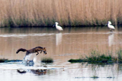 Een uur voor zonsondergang, in de Gruijterspolder bij Spaarndam. 
Op deze plek is het altijd druk met allerlei soorten watervogels. Plotseling kwamen er 8 ganzen met gestrekte nek en met veel geluid onze richting uit, en kwamen zo'n honderd meter verder in het gras weer tot rust. 
Na ca. een kwartier weer een hoop gesnater van een groep eenden. Instinctief draaide ik de camera richting eenden en zonder nadenken drukte ik af. Wat we toen zagen duurde nauwelijks een seconde. Een hongerige vos dook op uit het riet en greep een eend uit de groep. Het was fascinerend, natuur in zijn puurste vorm en wij waren geimponeerd door hetgeen we zagen. Nu begrepen we ook de luidruchtige ganzen. Deze waakzame vogels hadden de vos dus al eerder in de gaten! 

De scherpte laat hier erg te wensen over, fototechnisch valt er ook genoeg op aan te merken. maar ik vond het bijzonder  dat ik dit moment kon vastleggen.

Nikon D-70
AF-Nikkor 80-200/f2.8 ED + Tamron 2x converter
RAW modus 
Iso 250
1/100 sec
f/3.3
Mono-pod