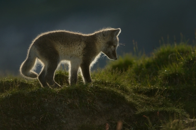 De derde foto van de jonge poolvossen in de Noorse bergen. Naarmate het later werd, kwam de zon steeds meer door. Bijkomend voordeel was dat de vossen zich steeds minder van ons aantrokken. Met de laagstaande zon werd het steeds uitdagender om gebruik te maken van tegenlicht. Wel lastig om geen uitgebeten wit of dichtgelopen zwart te krijgen. Daarom was ik erg blij met het dynamisch bereik van de D800 (met mijn D300 was dit nooit gelukt). Ook deze foto weer liggend uit de hand gemaakt.