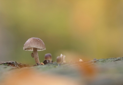 op een afgezaagde stronk groeide dit paddestoeltje,beetje door begroeing heen gefotografeerd voor een softe look