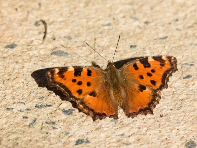 Deze Grote Vos kwam opeens voor mij zitten op ons terras van Monte Horizonte. Er zijn nog steeds veel vlinders actief waaronder Tijgerblauwtje, Klein Tijgerblauwtje, Atalanta, Kleine Vuurvlinder, Oranje Luzernevlinder, Groot Koolwitje, Oranje Luzernvlinder, Moors Bruin Blauwtje en Klein Koolwitje.