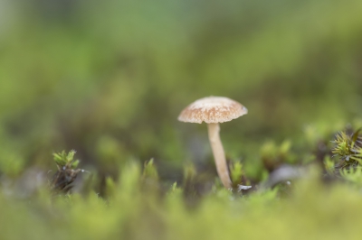 Nadat ik een plek met mos beter had bekeken kwam ik dit kleine paddestoeltje tegen ( ong. 1 cm hoog). Hij is voor mij lastig te determineren, maar ik denk dat het een "Zemelig donsvoetje "is.