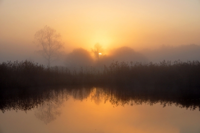 De opnieuw bewerkte foto van de rietkraag met ruis.
Hopelijk komt deze beter uit de verf(mist)