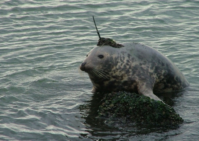 <i class='fa fa-user'></i> Tim de Boer | Grijze Zeehond  <i class='fa fa-eye'> 284</i>   <i class='fa fa-comment-o'> 2</i>