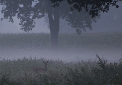 Ik ben een tijdje geleden vroeg op pad geweest in het natuurgebied de Kampina. Het is een prachtig gebied. Toen ik s'ochtends vroeg langs een bosje met daarnaast een mooi veldje kwam zag ik deze ree staan. Hij deed maar af en toe z'n kop omhoog. Dit is een van de foto's, ben benieuwd wat jullie ervan vinden.

Groet, Pieter