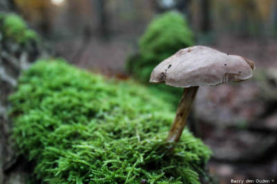 In het bos op een omgevallen boomstam stond deze paddenstoel op een mooi mos bedje.