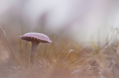 met de camera op de grond door het gras heen, dit kleintje
gefotografeerd