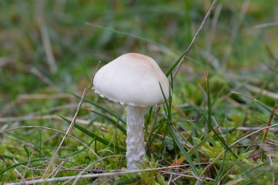 Bij een wandeling door de duinen kan je deze zwam zomaar tegenkomen. Erg grappig hoe die parasolzwammen toch van elkaar verschillen.