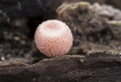 Mijn oog viel op deze kleine roze bolletjes, op een stuk vermolmd hout. Ik had ze nog nooit eerder gezien.