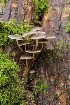 Vandaag teruggeweest naar de vindplaats. Aan de paddenstoelen geroken, ruikt niet naar chloor. Uit de hand deze foto gemaakt.