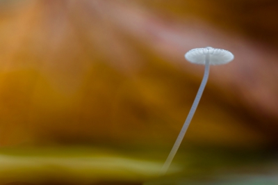 Tussen de bladeren zoeken naar mooie tafereeltjes. Bij deze Mycena gezocht naar een softe sfeer, mooie achtergrond en fijn licht. Met gebruik van pittenzak, afstandsbediening, live view. Scherpte op de rand gelegd.