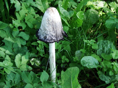 Paddenstoelen, het valt mij altijd weer op, met wat voor snelheid ze uit de grond komen en ook weer verdwijnen.deze inktzwam deed zijn naam eer aan want er drupte blauwe vloeistof uit!!!!
