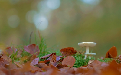 alweer een tijdje terug genomen,vind het lasig om de juiste namen te vinden bij mijn paddestoelen plaatjes