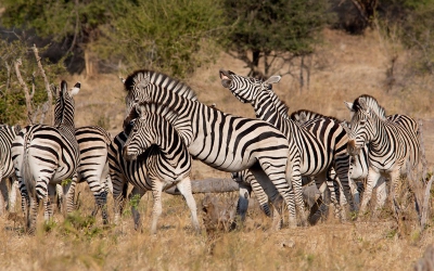 nog eentje uit de Botswana files: deze  foto van stoeiende  zebra's heb ik genomen aan de Chobe River waterfront,