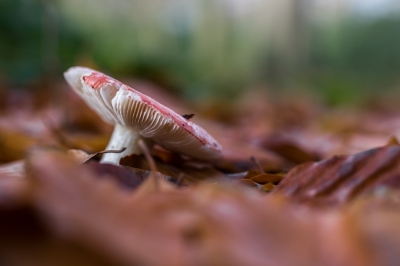 In de Horsten bij voorschoten, op een plek waar niet heel veel mensen komen stond deze Russula.