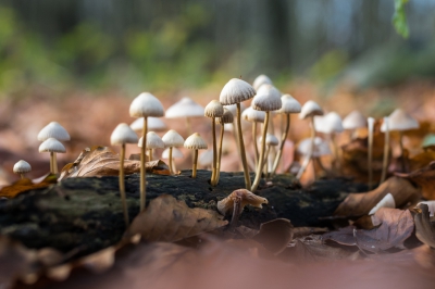Mycena arcangeliana of Bundelmycena in de Horsten bij Voorschoten. Ze groeien op een stuk dood beukenhout en staan mooi in de zon.