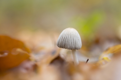 Tussen de beukenbladeren stonden enkele van deze kleine paddestoeltjes, paar bladeren verwijderd en deze foto gemaakt.