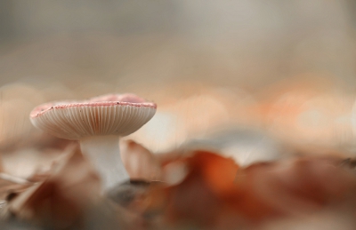 in het bos deze  nog gave paddestoel gevonden
vanaf rijstzak en handmatig scherpgesteld
van raw naar jpeg, verkleind en verscherpt