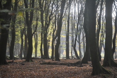 Prachtig Herfstweer tijdens een wandeling van "De Mooiste Routes" De naam van de wandeling is dansende bomen.