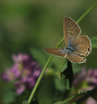 Gedigiscoopt (geen aanrader... ze zijn nogal vliegerig!)
30% van de rechterkant afgehaald  vanwege een te opvallende spriet net rechts van de vlinder en om de nadruk meer op de vlinder en zijn nectarbron (luzerne) te leggen.