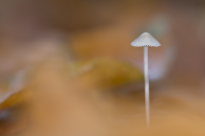 De oranje achtergrond van de beukenbladeren nodigde uit om een softe opname van deze Gipsmycena te maken. Scherpgesteld op de rand van de hoed.