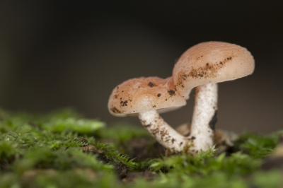 Deze kleine Zalmzwammetjes gefotografeerd op een donkere dag, invulflits gebruikt en scherpgesteld op de rand van de hoed van de linker zwam.