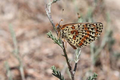 Deze tweekleurige parelmoervlinder vloog vlak achter onze tent op een camping in de Provence. De zon was al aardig geklommen en ik had dus geen gelegenheid om in alle rust een statief neer te zetten. Ik moest het doen met deze opname, waar ik best tevreden over ben. De tekening op de ondervleugel vind ik bij deze soort  heel fraai.