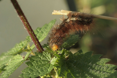 Tijdens werkzaamheden in de tuin zagen we deze rups.