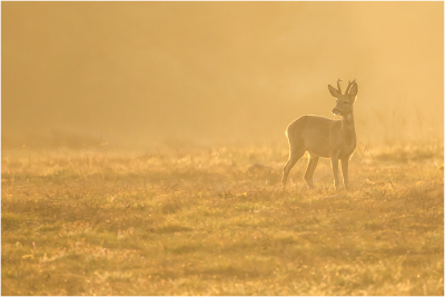 Foto genomen vroeg in de ochtend, grondmist met wat tegenlicht.
Plat op de buik zodat hij me niet gewaar werd.
