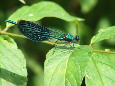 <i class='fa fa-user'></i>&nbsp;Tim Hofmeester&nbsp;| Weidebeekjuffer&nbsp; <i class='fa fa-eye'>&nbsp;152</i> &nbsp; <i class='fa fa-comment-o'>&nbsp;0</i>