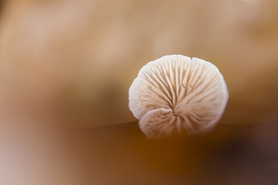 Het takje met dit Oorzwammetje lag in een bed van oranje beukenbladeren, door laag over de grond te fotograferen kreeg ik dit effect.
