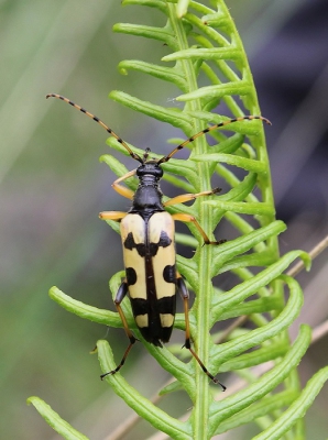 Deze gevlekte smalbok betrapten we in een pol dubbelloof, een fraai insect en een fraaie plant. De moeite waard om de camera even voor te pakken.