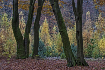 Het Speulderbos geeft een geweldige weergave van verschillende kleuren in de herfst. De foto is gemaakt op een middag in november 2014.