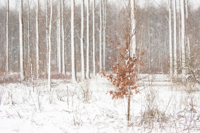 Harde wind en veel sneeuw. Toch naar de Biesbosch gegaan en foto's kunnen maken.