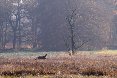 Deze foto min of meer bij toeval gemaakt. Ik was een stilzittende reiger aan het fotograferen, draaide me om en zag deze ree voorbij komen.  ik heb een reeks foto's gemaakt waarvan ik deze in de sprong het mooiste vond.