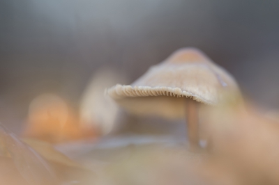 Een opname gemaakt van deze Mycena door laag over de grond te fotograferen. Camera op de grond gelegd. Scherpgesteld op de rand van de hoed.