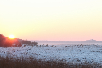 na een dag van sneeuwval was het de volgende dag prachtig weer om een wandeling te maken op de Veluwe. Deze bomengroep staat in een zandverstuiving