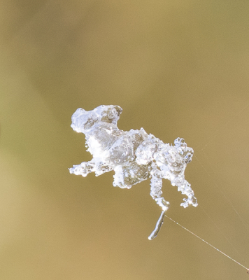 Het had hard gevroren gisterochtend en een witte wereld was het toneel. In mijn eentje liep ik door de ijskou, tot ik ontdekte dat er opeens een ijshondje aan kwam lopen, we hebben toen maar samen een frisse neus gehaald. Zo tegen elven is hij met het noorderzonnetje vertrokken, jammer!