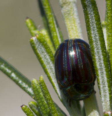 Opeens ontdekte ik op een zonnige middag allerlei kevertjes op mijn rozemarijnstruiken, het betreft hier een kever ter grootte van een lieveheersbeestje, het is zeer opvallend door de metallic groene kleur en de sierlijke paarse strepen op zijn lichaam. In het zonlicht valt hij extra sterk op doordat de strepen in alle kleuren oplichten. Oorsprong Zuid-Europa maar rukt nu snel op naar de rest van Europa. Het rozemarijngoudhaantje dankt zijn naam aan het feit dat hij diverse kruiden eet zoals rozemarijn, lavendel en thijm.