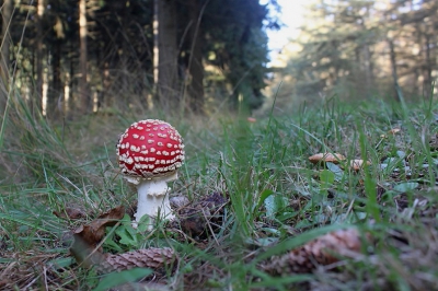 Het was prachtig weer in november, en wat een paddenstoelen in het bos!
deze vliegenzwam is nog ene mooi bolletje, ik vind ze dan eigenlijk op hun mooist.