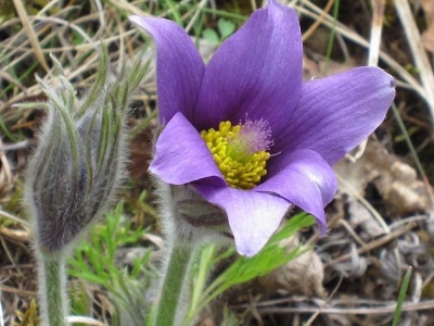 een hele berm vol prachtige paarse bloemen met een geweldig kroontje in het midden