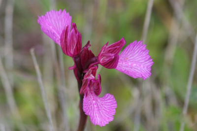 zeer opvallend als solo orchis aanwezig in de omgeving; 
de kleur kwam duidelijk op ons af!