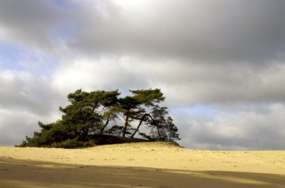 Gemaakt in het Hulshorsterzand.