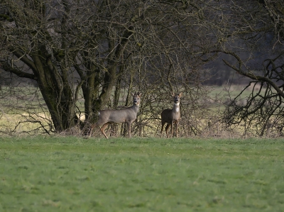 Deze Reebok en Reegeit gaven mij mooi de kans om m'n nieuwe 80-400mm lens uit te testen.