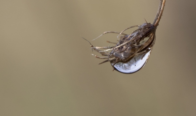 Na een nachtvorst kwam het zonnetje te voorschijn en veranderden de ijskristallen op een bloemscherm van de peen in grote waterdruppels, waarin de bomen van de bosrand weerspiegelden.