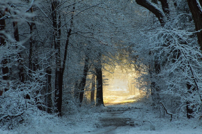Bospaadje met sneeuw. Een eindje verder waar de zon op het paadje scheen, is de sneeuw al weggedooid.