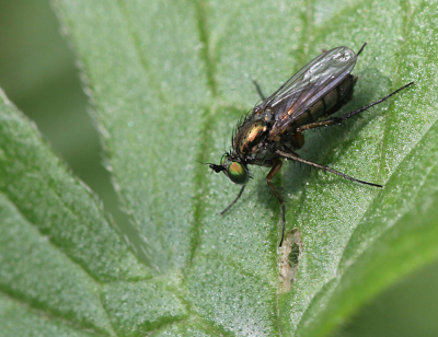 Een van de nogal wat slankpootvliegen die ons land rijk is is de Dolichopus plumipes.