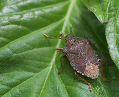 Troilus luridus is een groenige schildwants die heel erg op de groene stinkwants lijkt. En daarmee zal hij meestal wel op n hoop gegooid worden, want we hebben geen Nederlandse naam kunnen ontdekken.