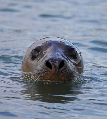 Zittend bij de spuisluis, bijna in het water. De zeehonden kwamen bijna binnen handbereik. De eerste keer dat ik wilde zeehonden van zo dichtbij meemaak. Een dag om niet te vergeten!