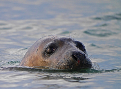 Minimaal 100 foto's geschoten van de eerste zeehonden die ik in het wild heb gezien, de mooiste online gezet. Een magische dag.